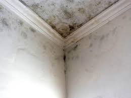 Best Forensic Mold Investigation  in Duquesne, PA