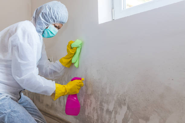 Best Water Damage & Mold Remediation  in Duquesne, PA