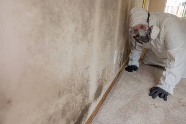 Best Asbestos and Lead Testing During Mold Inspection  in Duquesne, PA